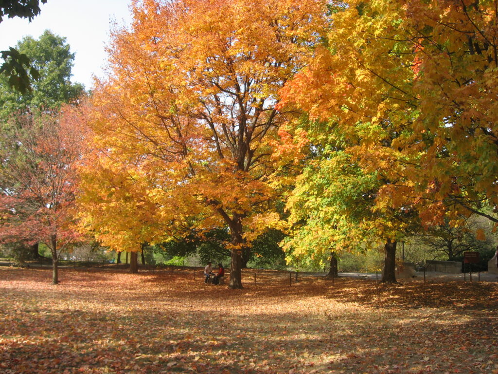 Autumn on the Indiana University campus